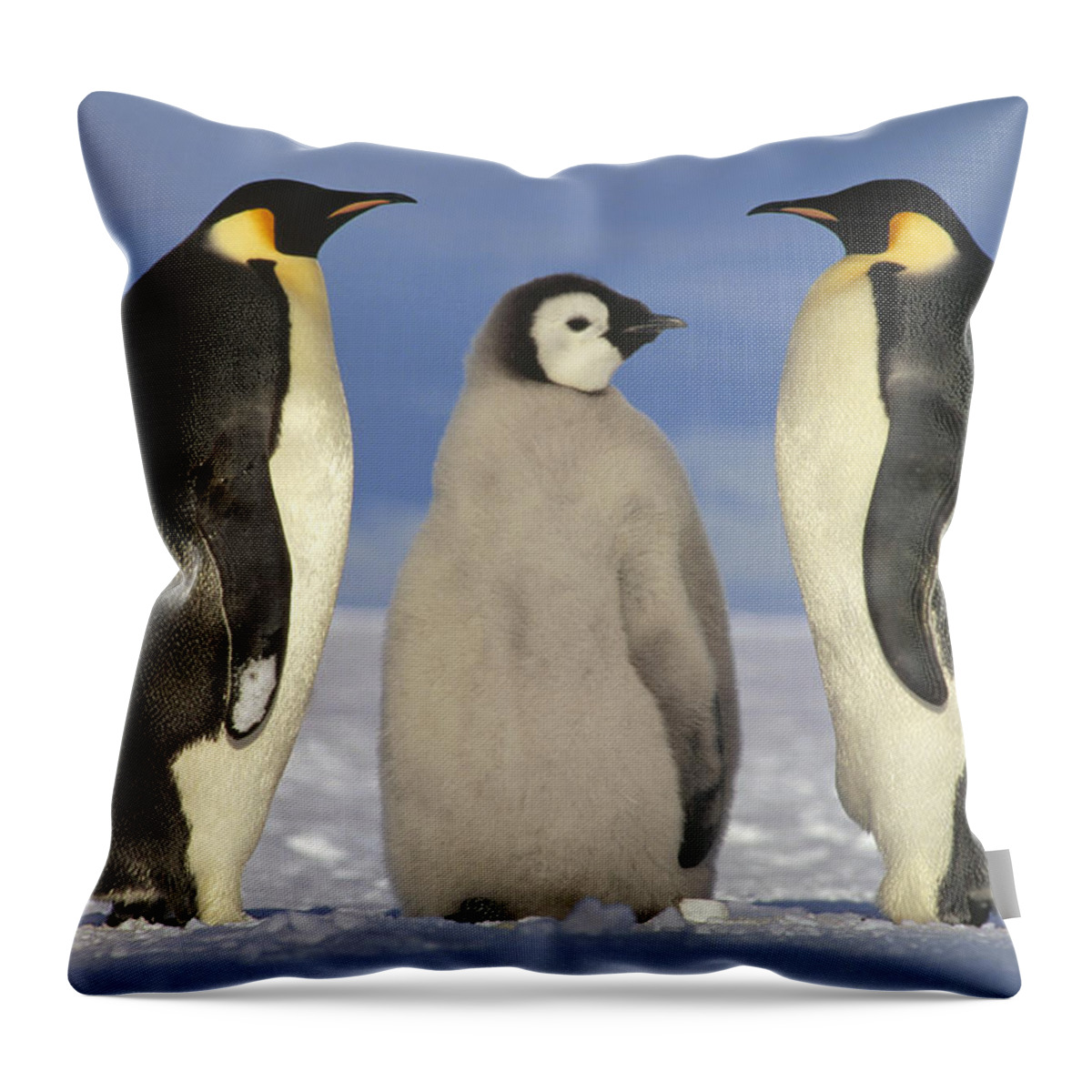 Mp Throw Pillow featuring the photograph Emperor Penguin Aptenodytes Forsteri by Tui De Roy