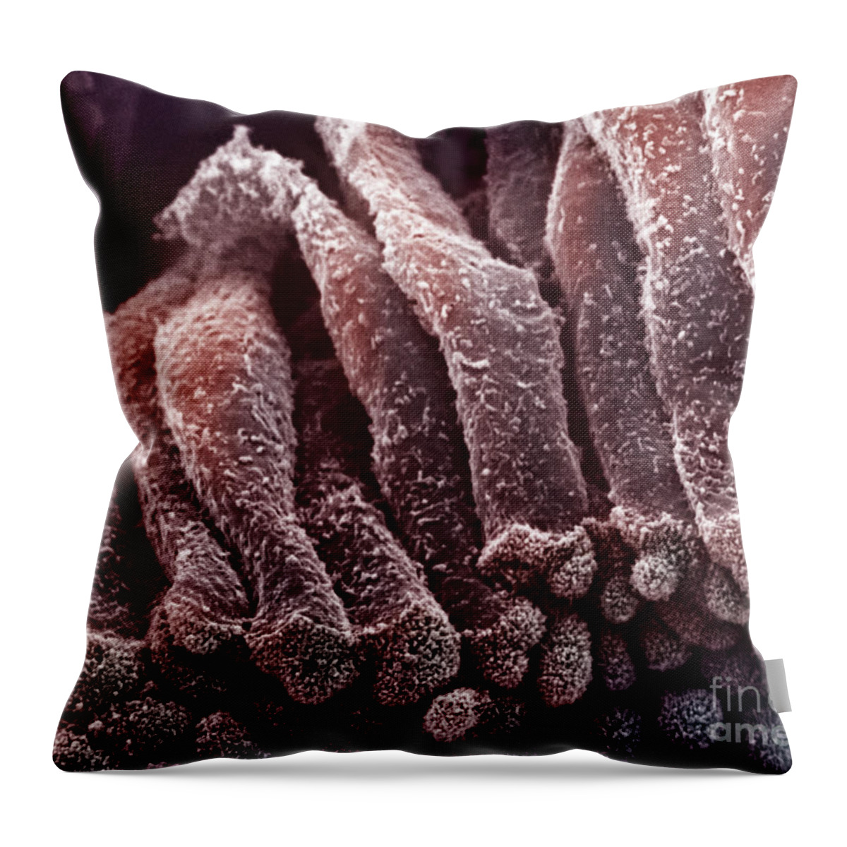 Cytology Throw Pillow featuring the photograph Epithelium Of The Gall Bladder by Science Source