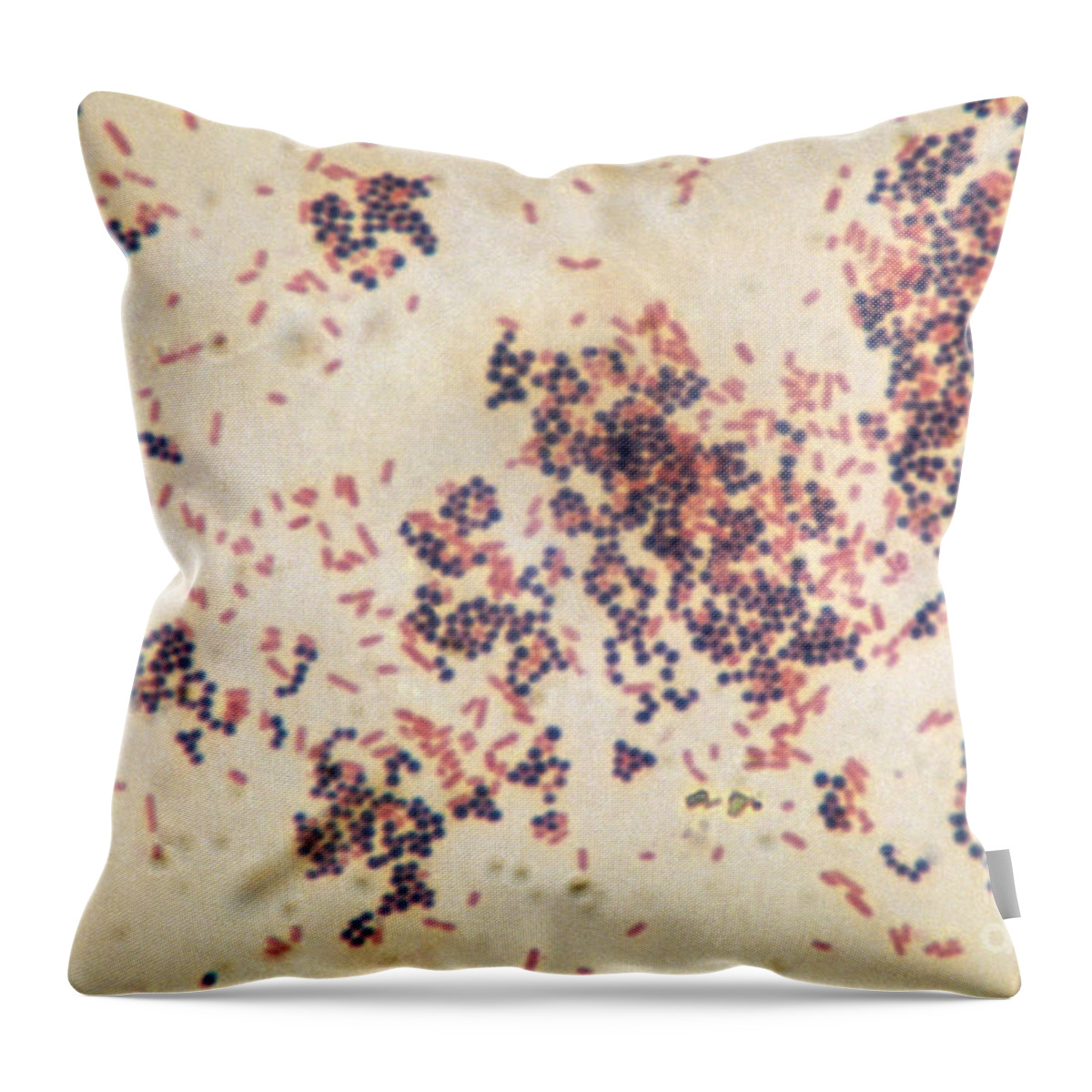 Science Throw Pillow featuring the photograph Escherichia Coli And Staphylococcus by ASM/Science Source