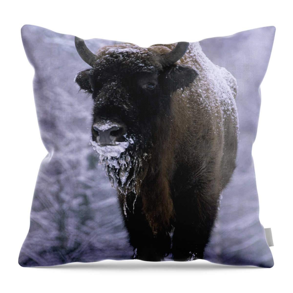 Fn Throw Pillow featuring the photograph European Bison Bison Bonasus In Snow by Rinie Van Meurs