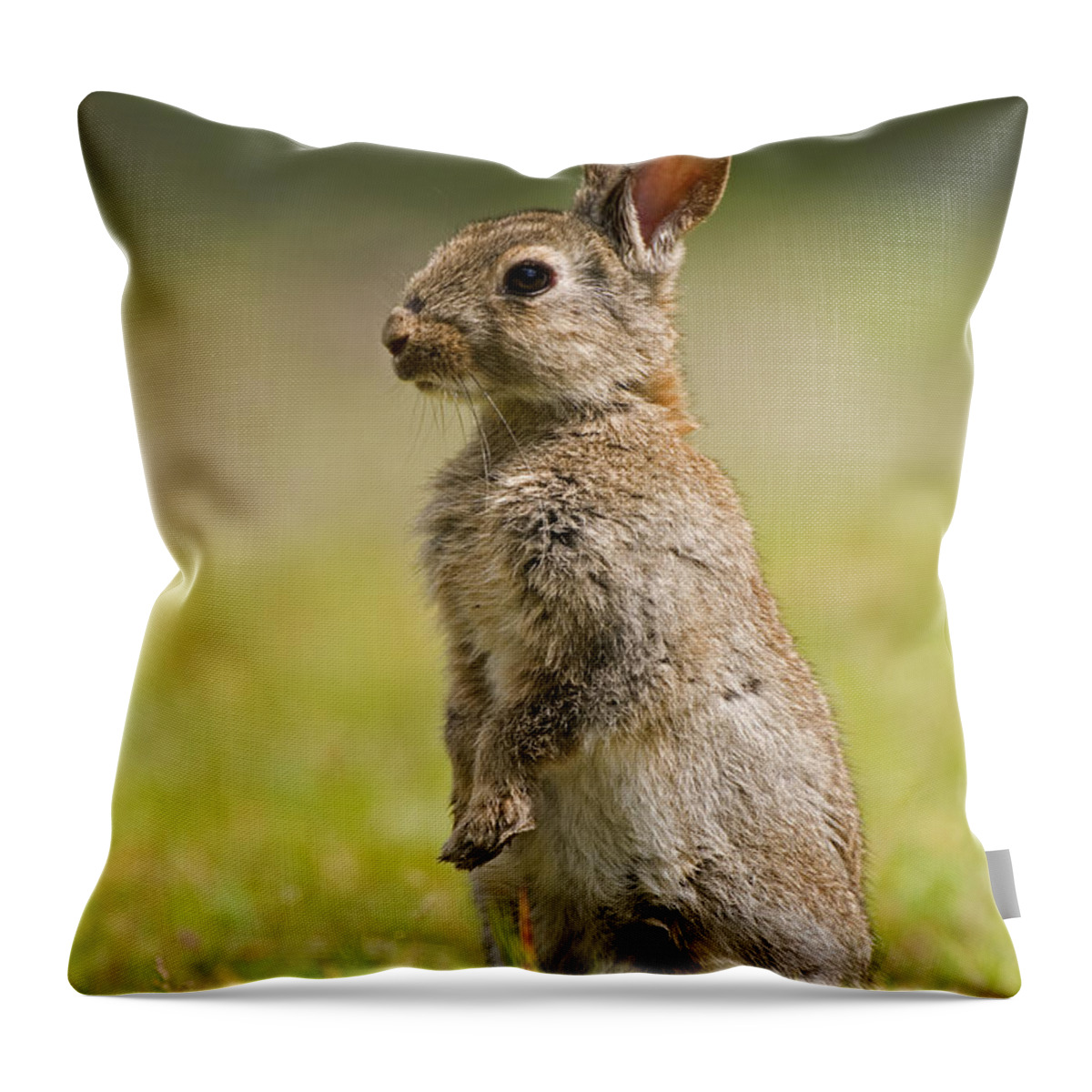 Fn Throw Pillow featuring the photograph European Rabbit Oryctolagus Cuniculus by Marcel van Kammen