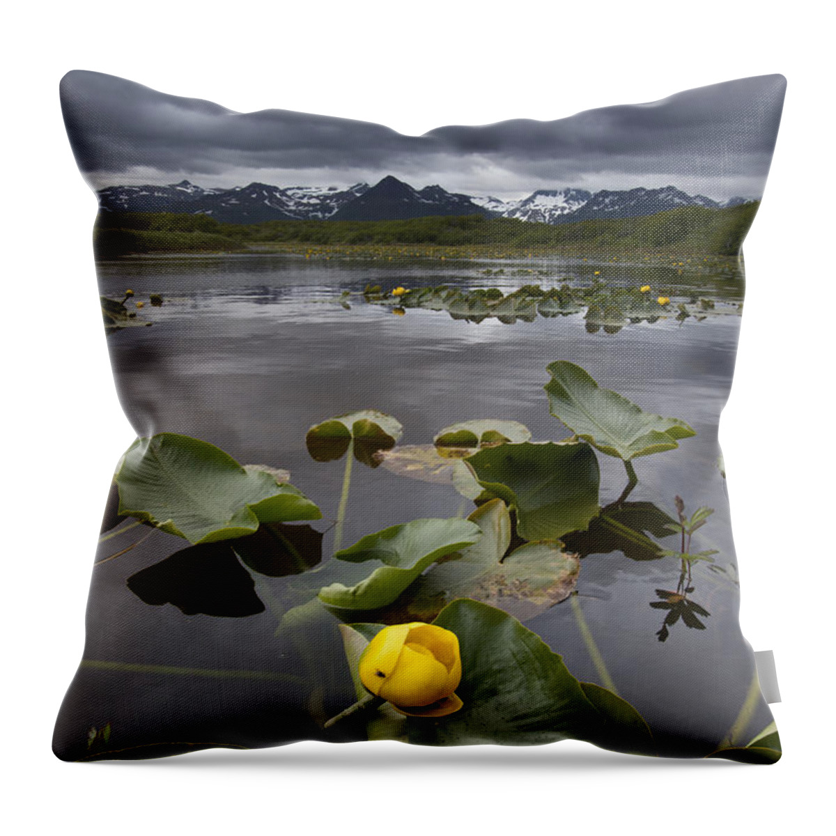 Mp Throw Pillow featuring the photograph European Yellow Pondlily Nuphar Lutea by Matthias Breiter