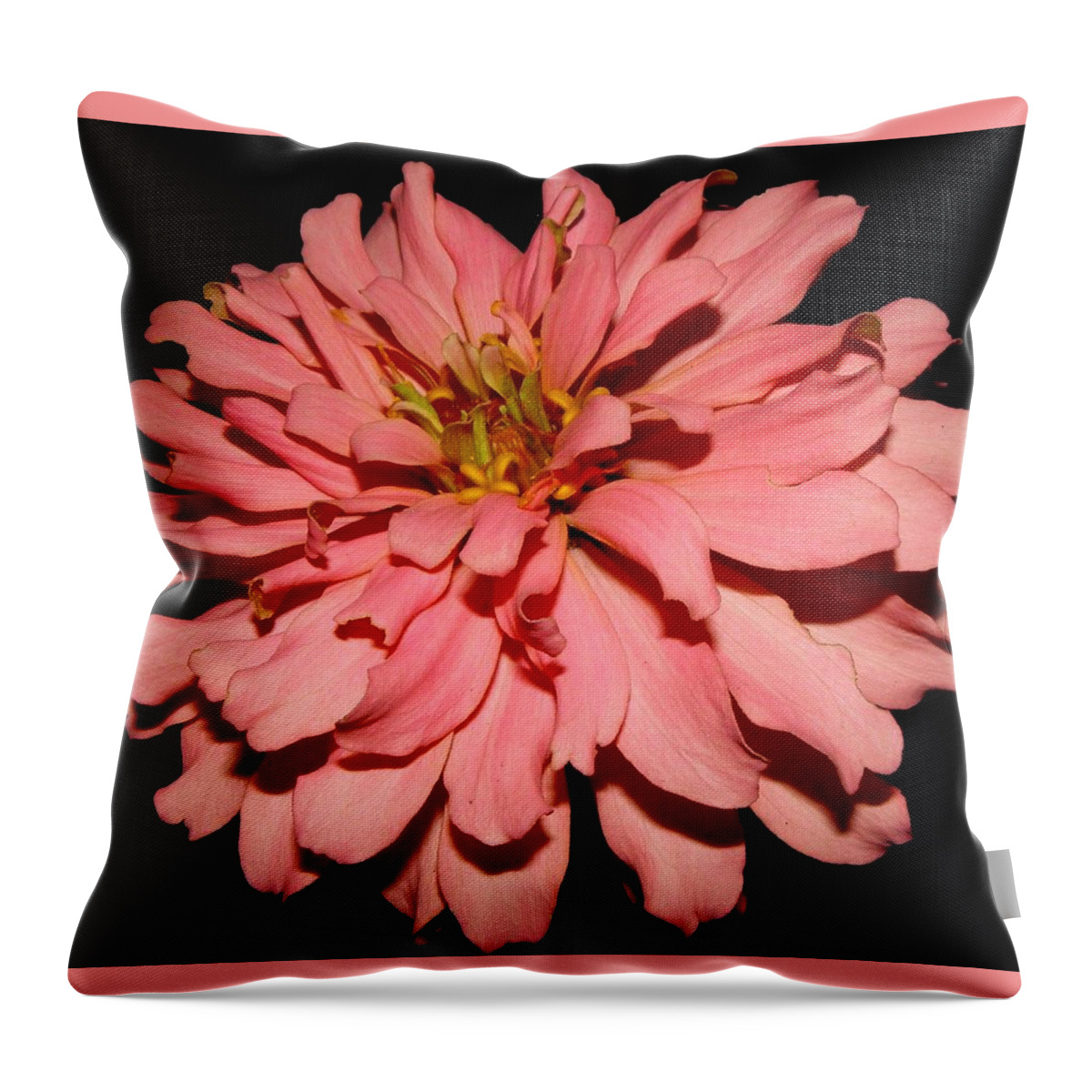 Zinnia Throw Pillow featuring the photograph Even At Night She Shows Beauty by Kim Galluzzo
