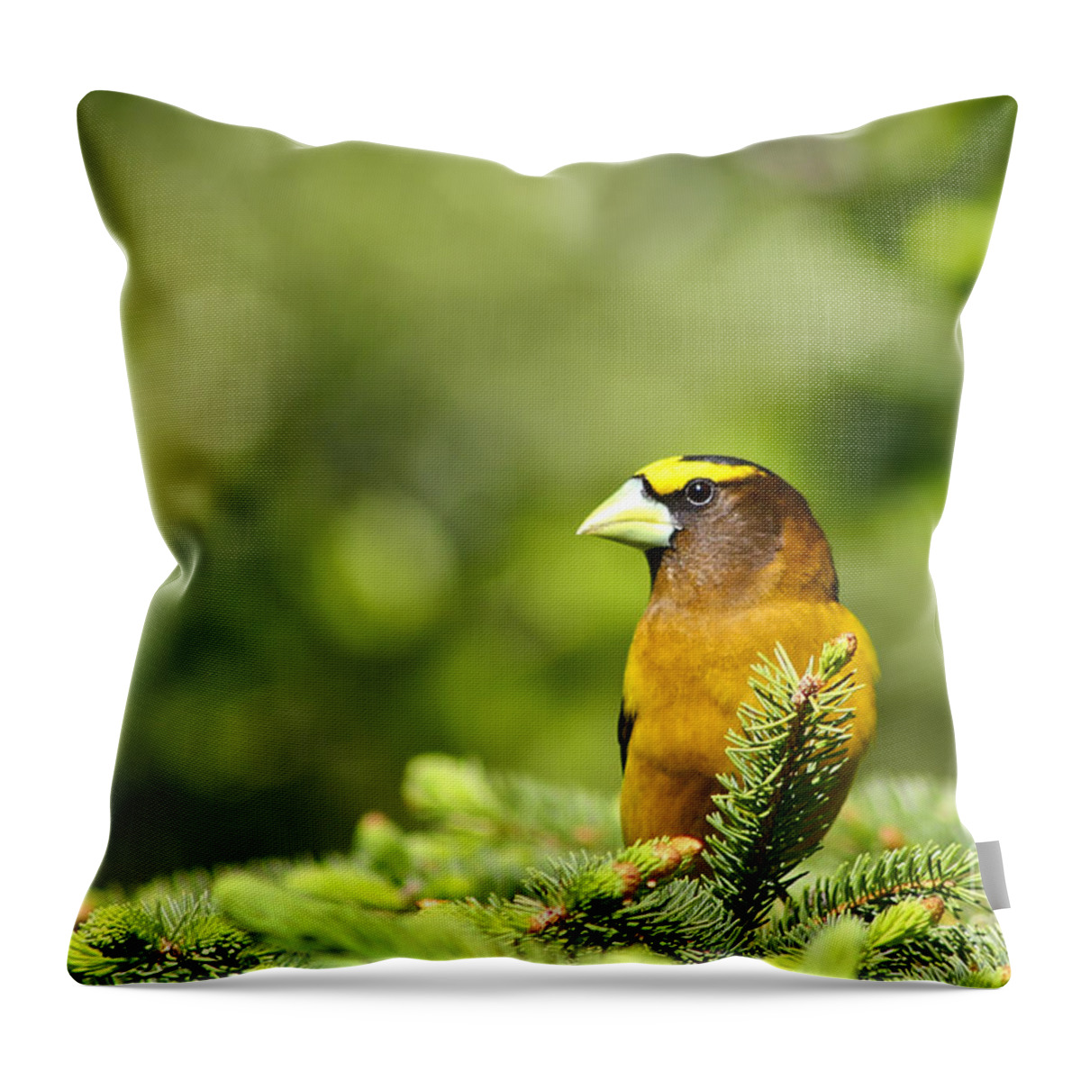 Bird Throw Pillow featuring the photograph Evening Grosbeak by Teresa Zieba