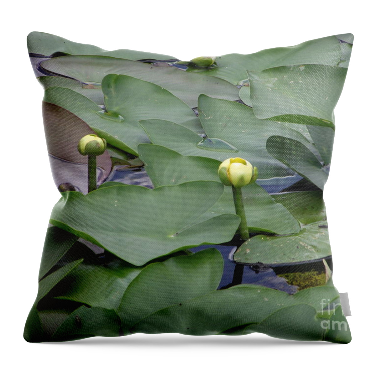 Lily Pad Throw Pillow featuring the photograph Everglade Beauty by Michelle Welles
