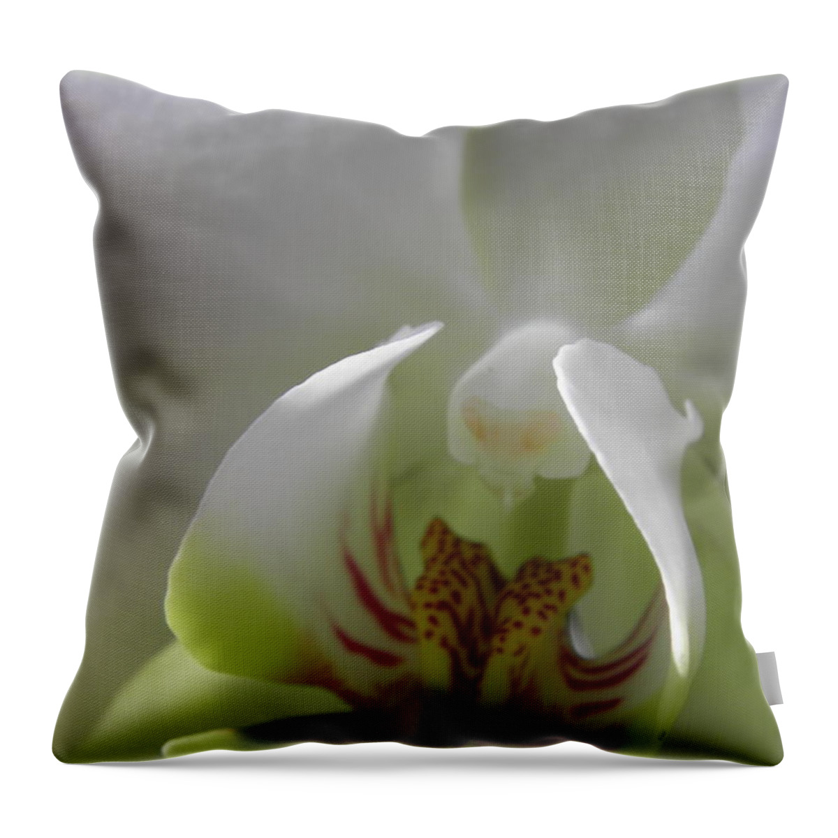 Orchid Throw Pillow featuring the photograph Exotic Beauty In White by Kim Galluzzo