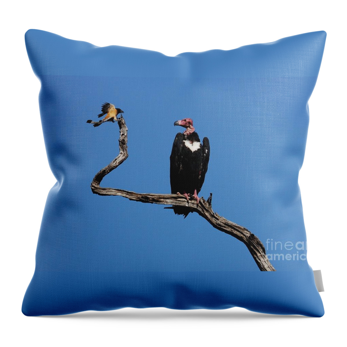 Vulture Throw Pillow featuring the photograph Face to Face by Fotosas Photography