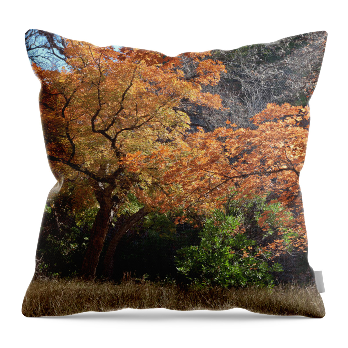 Landscape Throw Pillow featuring the photograph Fall Afternoon at Lost Maples by James Woody