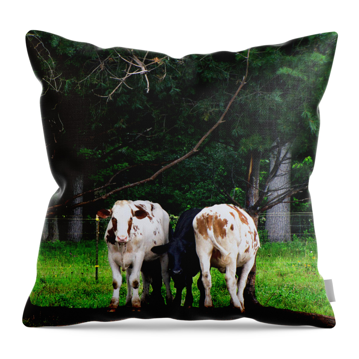Animals Throw Pillow featuring the photograph Farm Cattle by Ms Judi