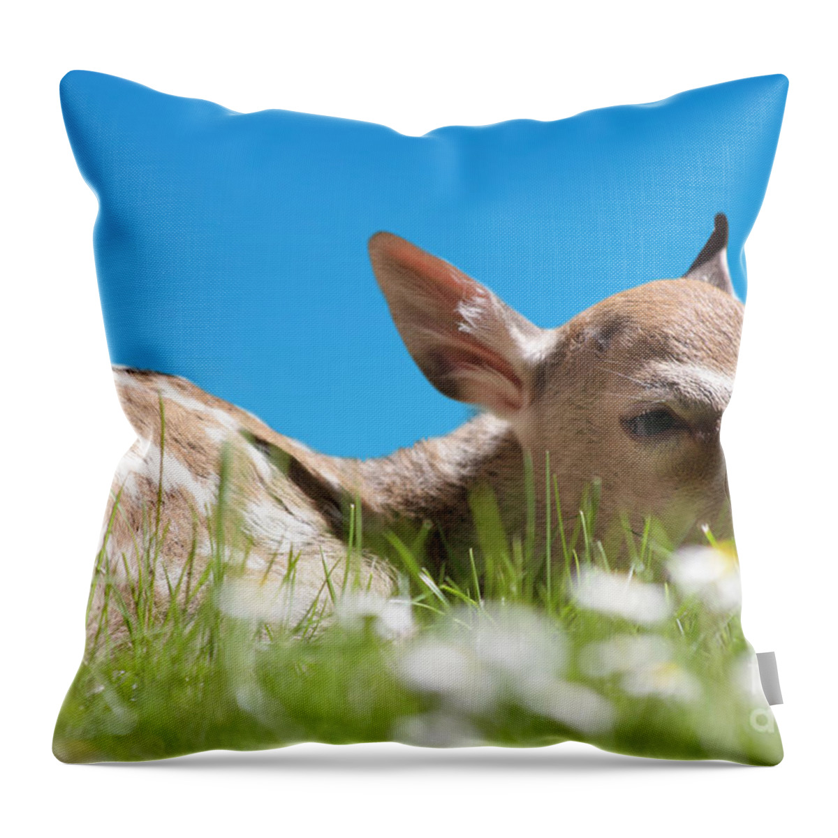 Animal Throw Pillow featuring the photograph Fawn laying in field by Simon Bratt