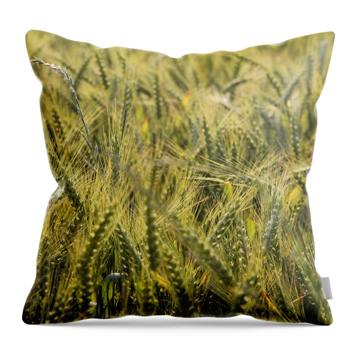 Wheat Throw Pillow featuring the photograph Field of Green by Mike McGlothlen