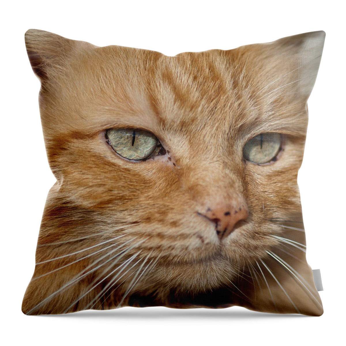 Cat Throw Pillow featuring the photograph Fierce Warrior Kitty by Greg Nyquist