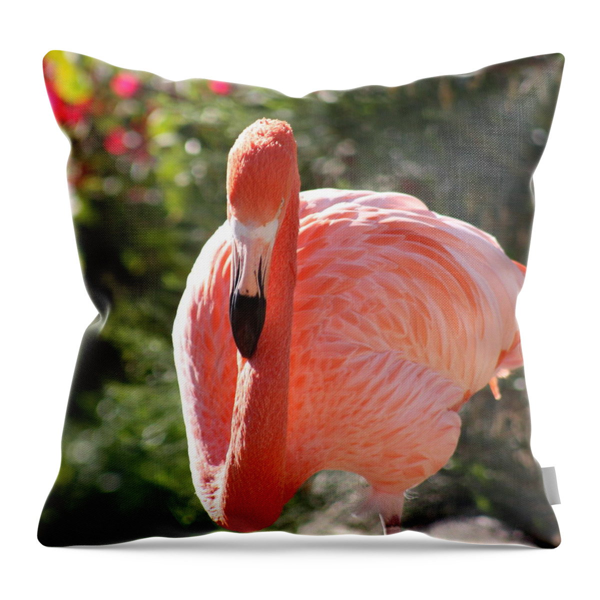 Flamingo Throw Pillow featuring the photograph Flamingo by Kim Galluzzo