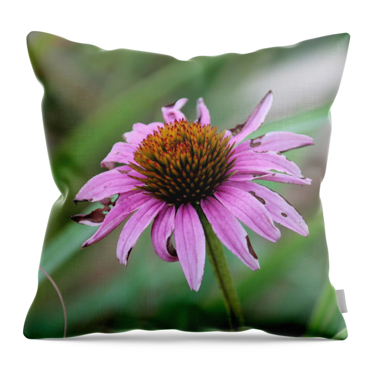 Flower Throw Pillow featuring the photograph Flower at Waterfall Glen Forest Preserve by Peter Ciro