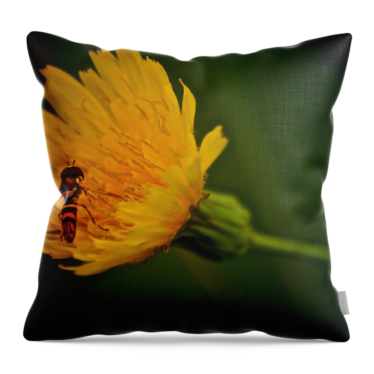 Fly Throw Pillow featuring the photograph Fly On A Flower by Prince Andre Faubert