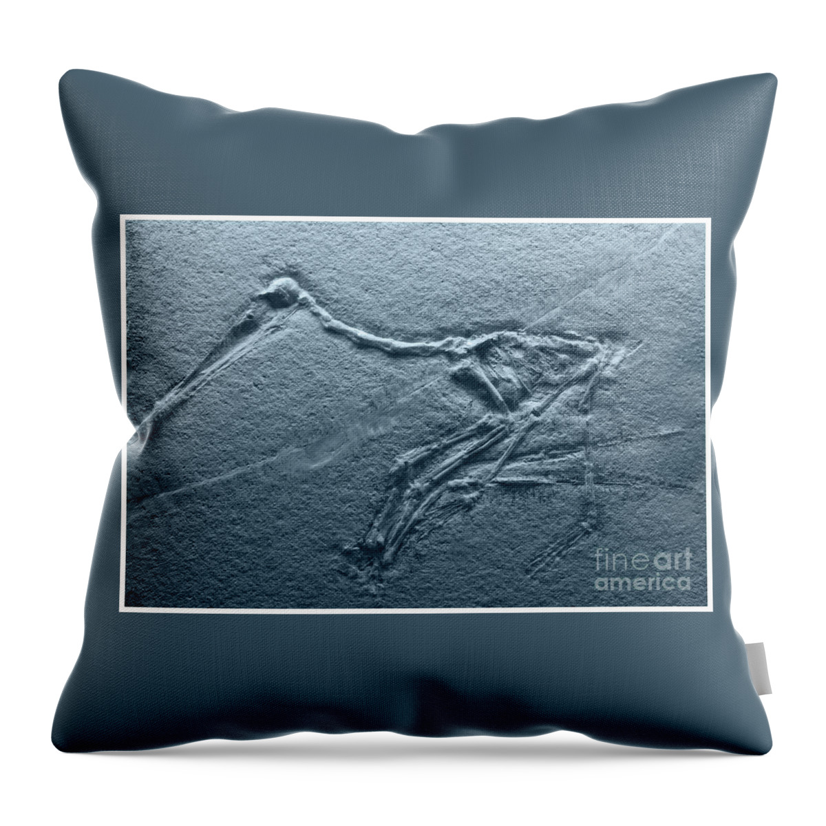 Jurassic Throw Pillow featuring the photograph Fossils - Pterosaurs by Heiko Koehrer-Wagner