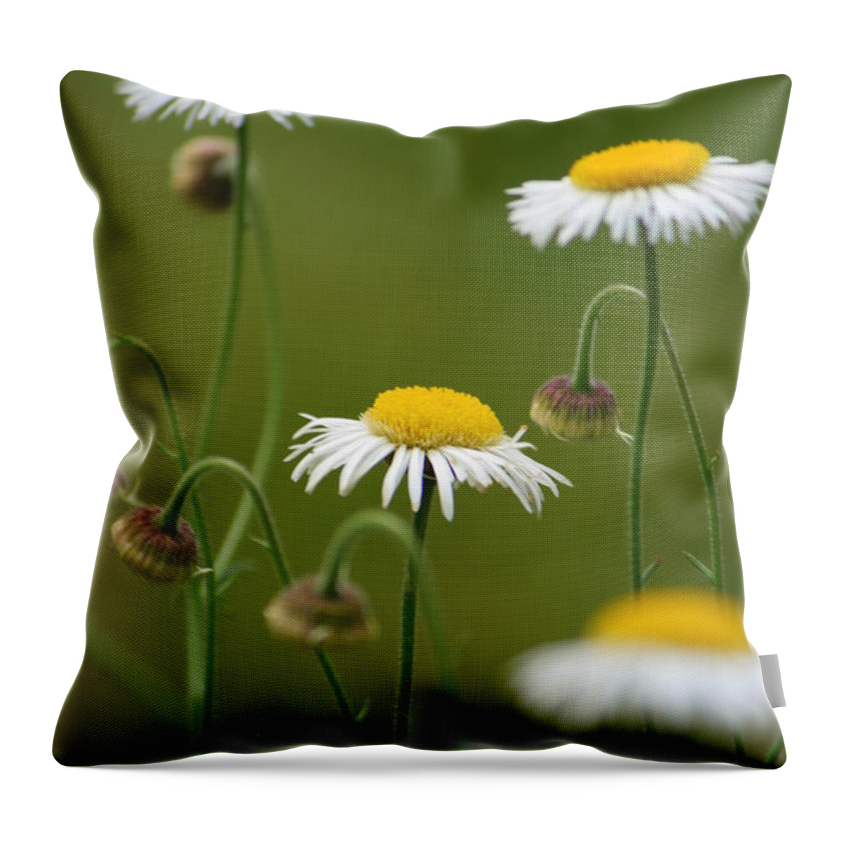 Daisy Throw Pillow featuring the photograph Four Sisters by Julie Lueders 