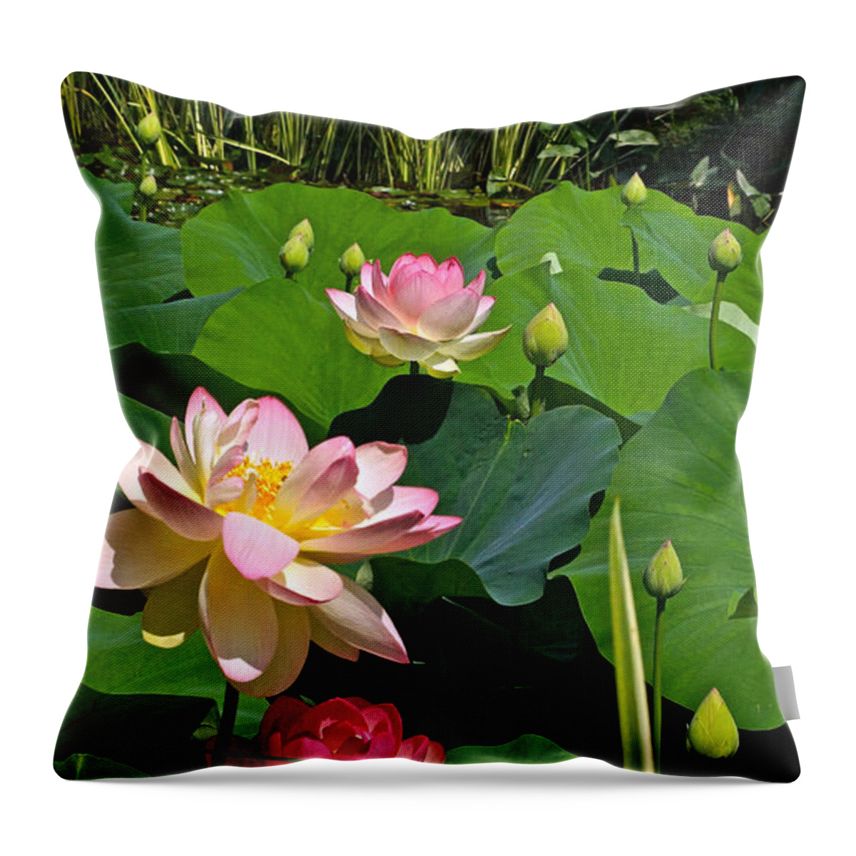 Lotuses Throw Pillow featuring the photograph Fourth Of July Lotus Pond view C by Byron Varvarigos