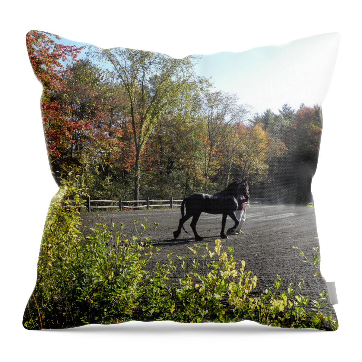 Friesian Horse Throw Pillow featuring the photograph Frieisian Fall Setting by Kim Galluzzo