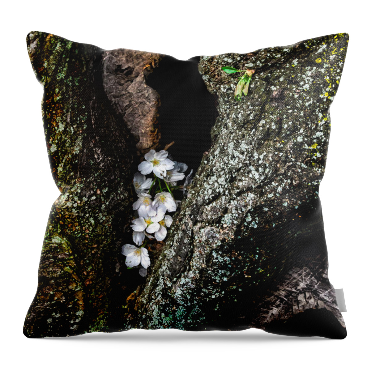 Cherry Throw Pillow featuring the photograph From the Heart by Christopher Holmes
