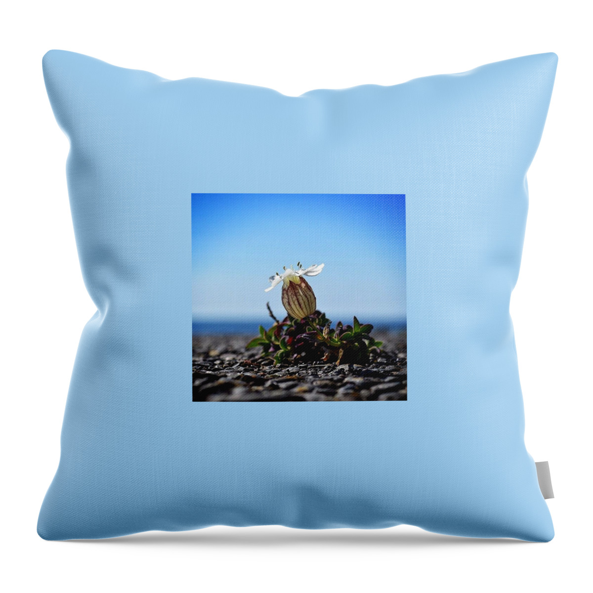 Instaaaaah Throw Pillow featuring the photograph Funny Little Flower by Silva Halo