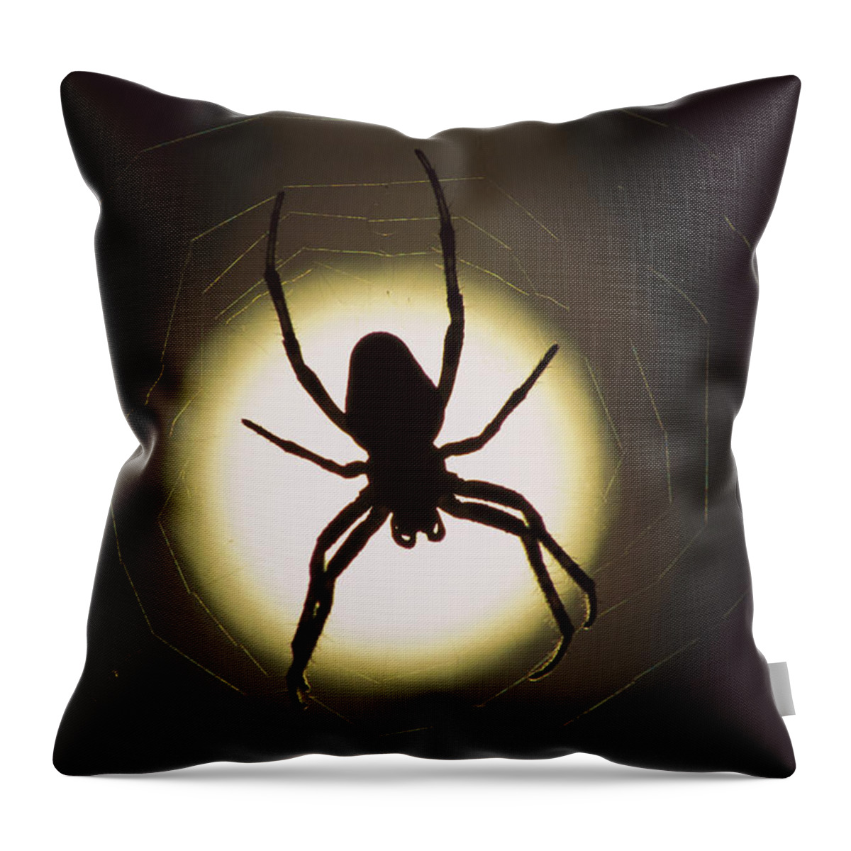 Mp Throw Pillow featuring the photograph Garden Spider Araneus Sp Silhouetted by Heidi & Hans-Juergen Koch