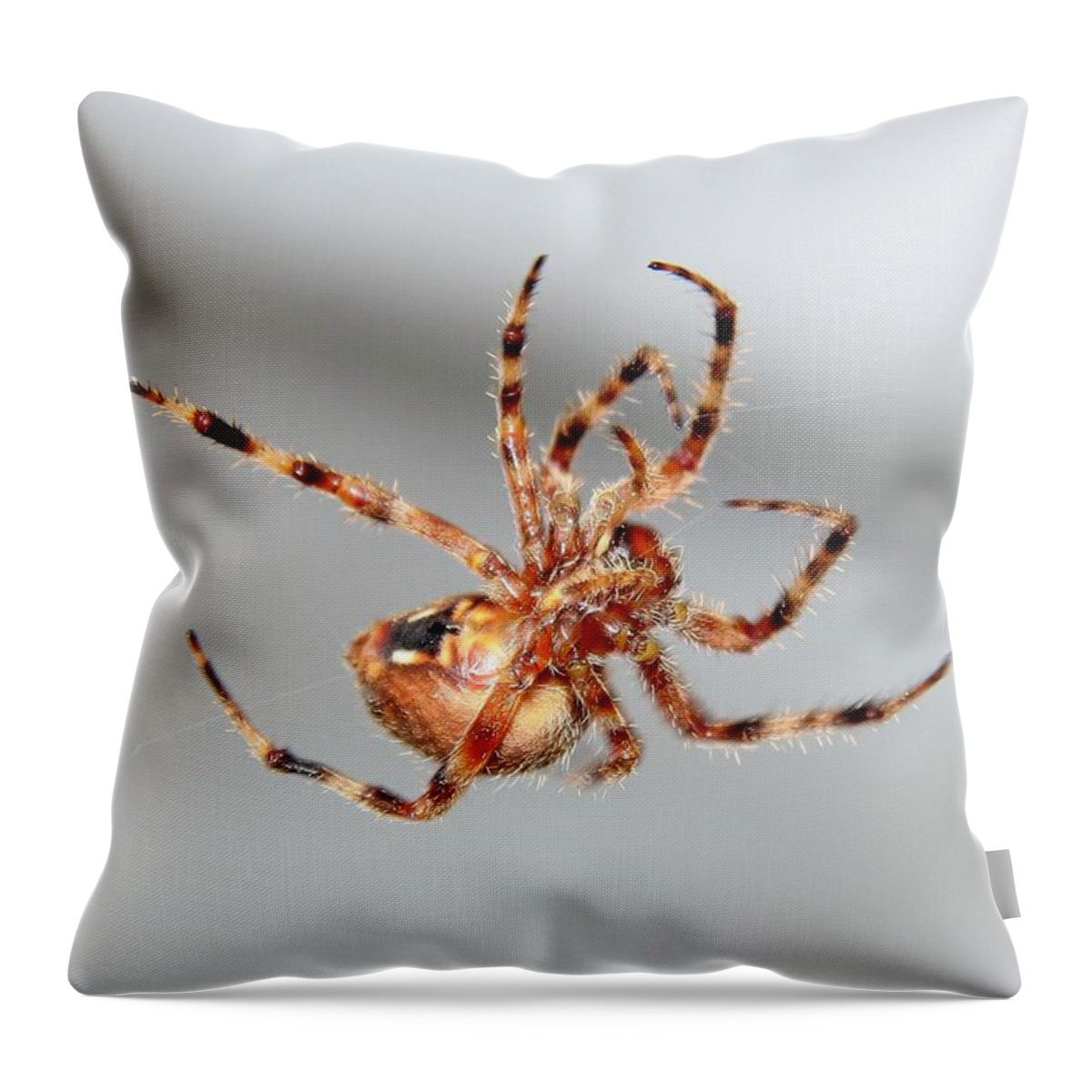 Spider Throw Pillow featuring the photograph Garden Spider number 1 by Scott Brown