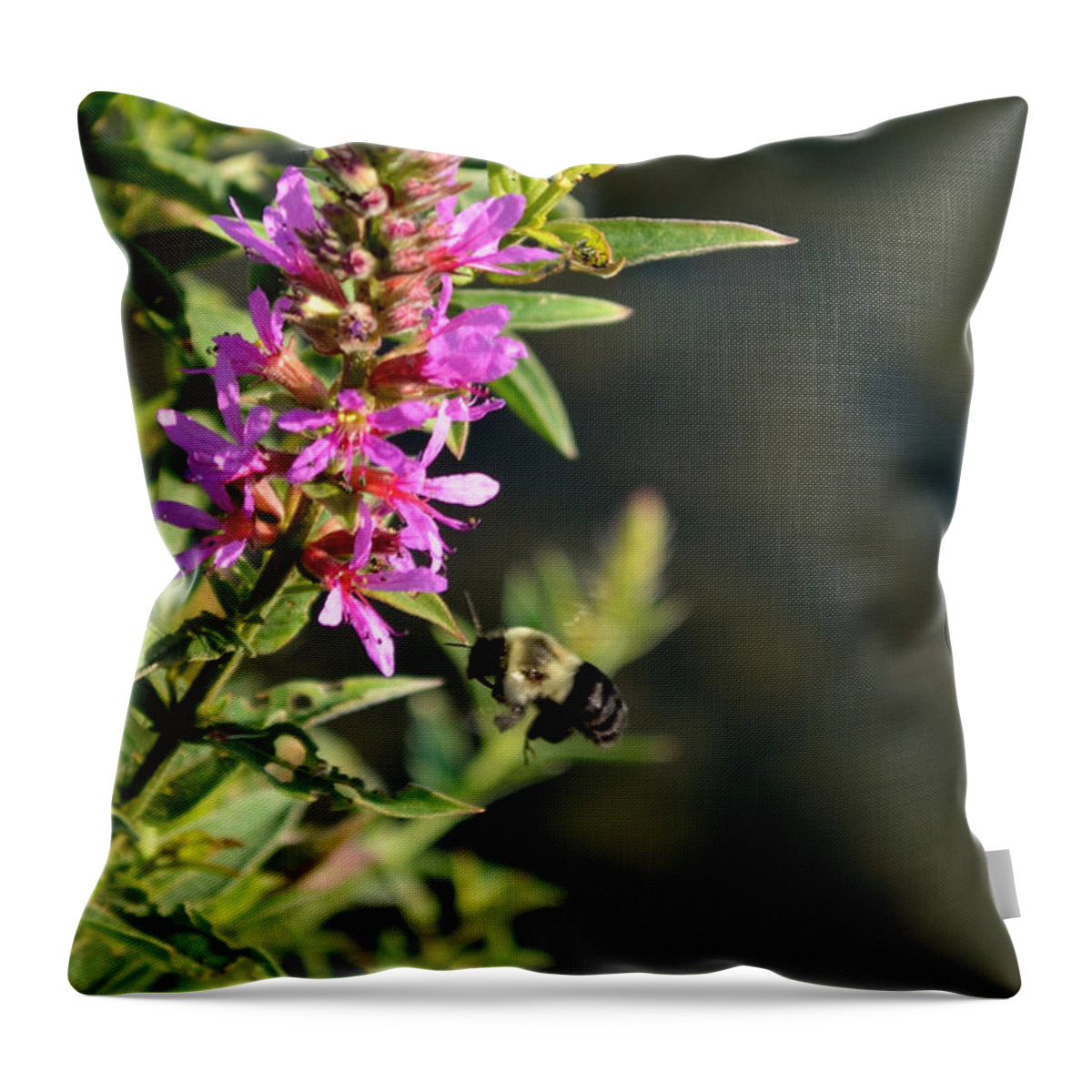 Bumble Bee Throw Pillow featuring the photograph Gathering Pollen by Deborah Ritch