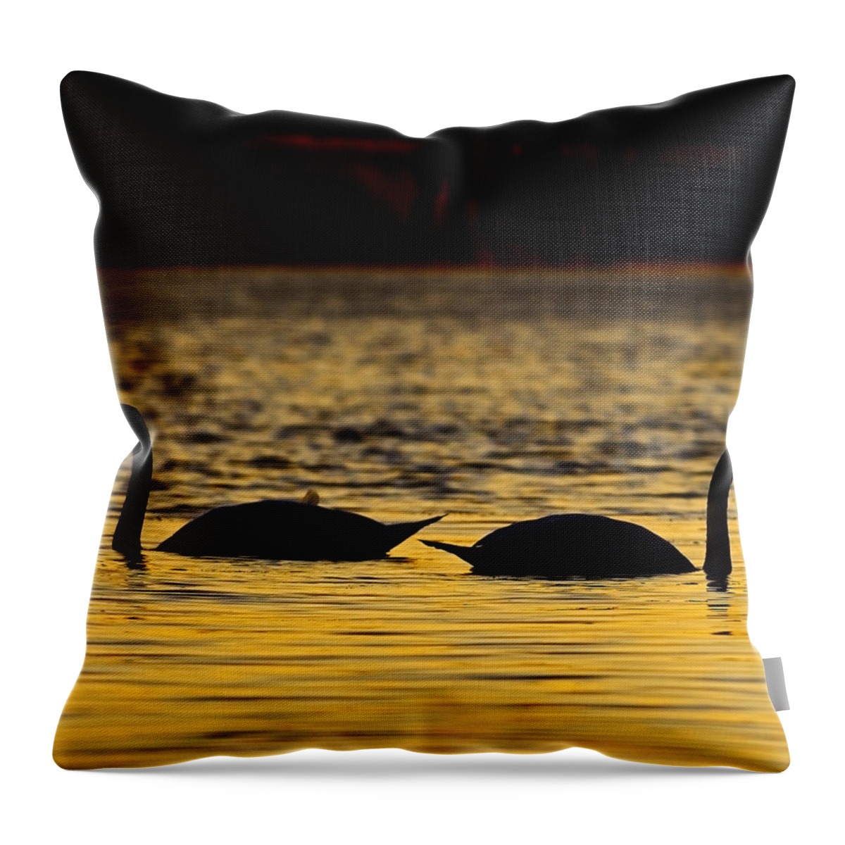 Mute Swan Throw Pillow featuring the photograph Gently Apart by Tony Beck