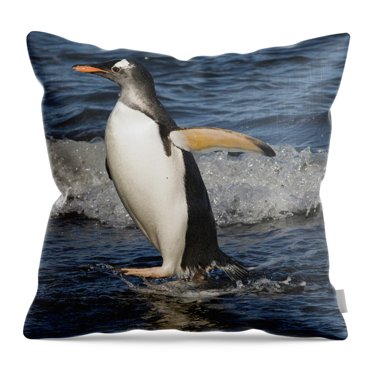 00429479 Throw Pillow featuring the photograph Gentoo Penguin Coming Ashore South by Flip Nicklin