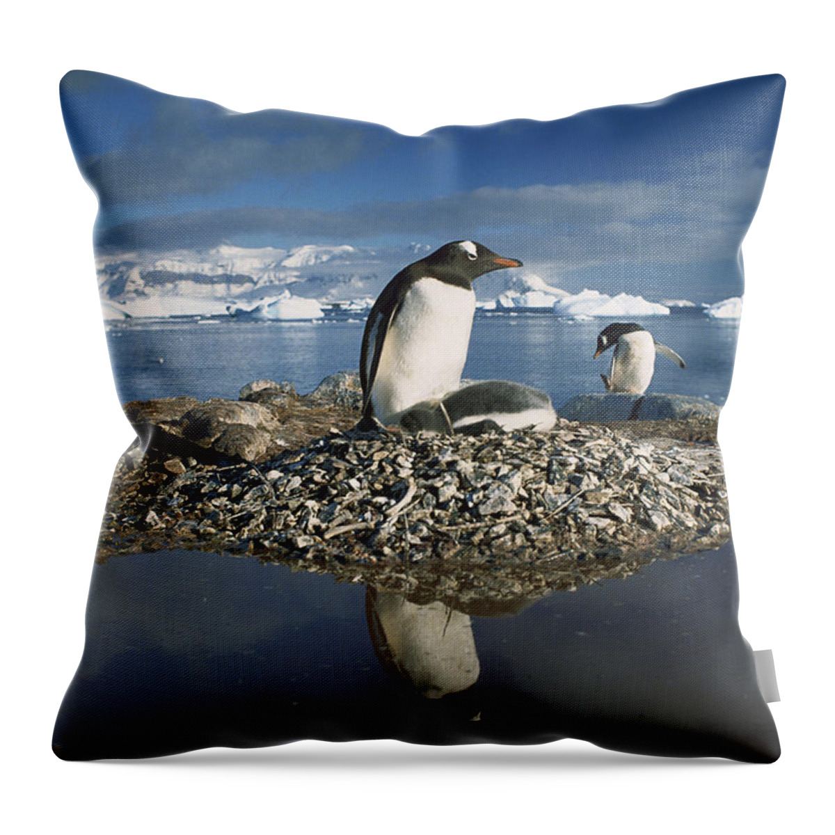 Mp Throw Pillow featuring the photograph Gentoo Penguin Pygoscelis Papua Parent by Gerry Ellis