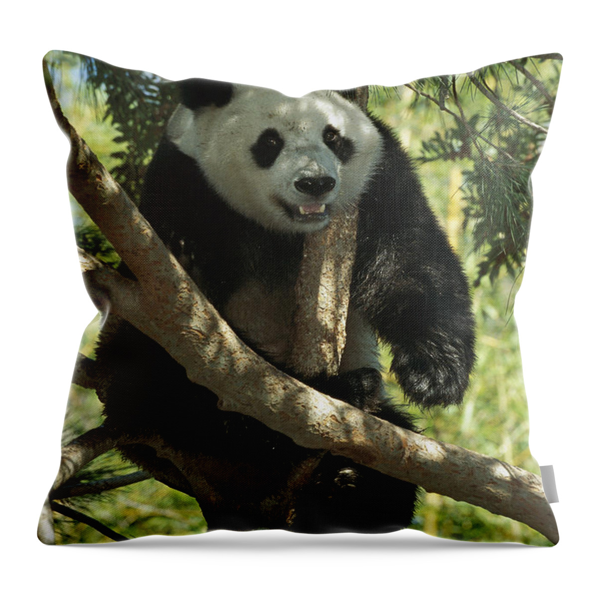 Mp Throw Pillow featuring the photograph Giant Panda Ailuropoda Melanoleuca by San Diego Zoo