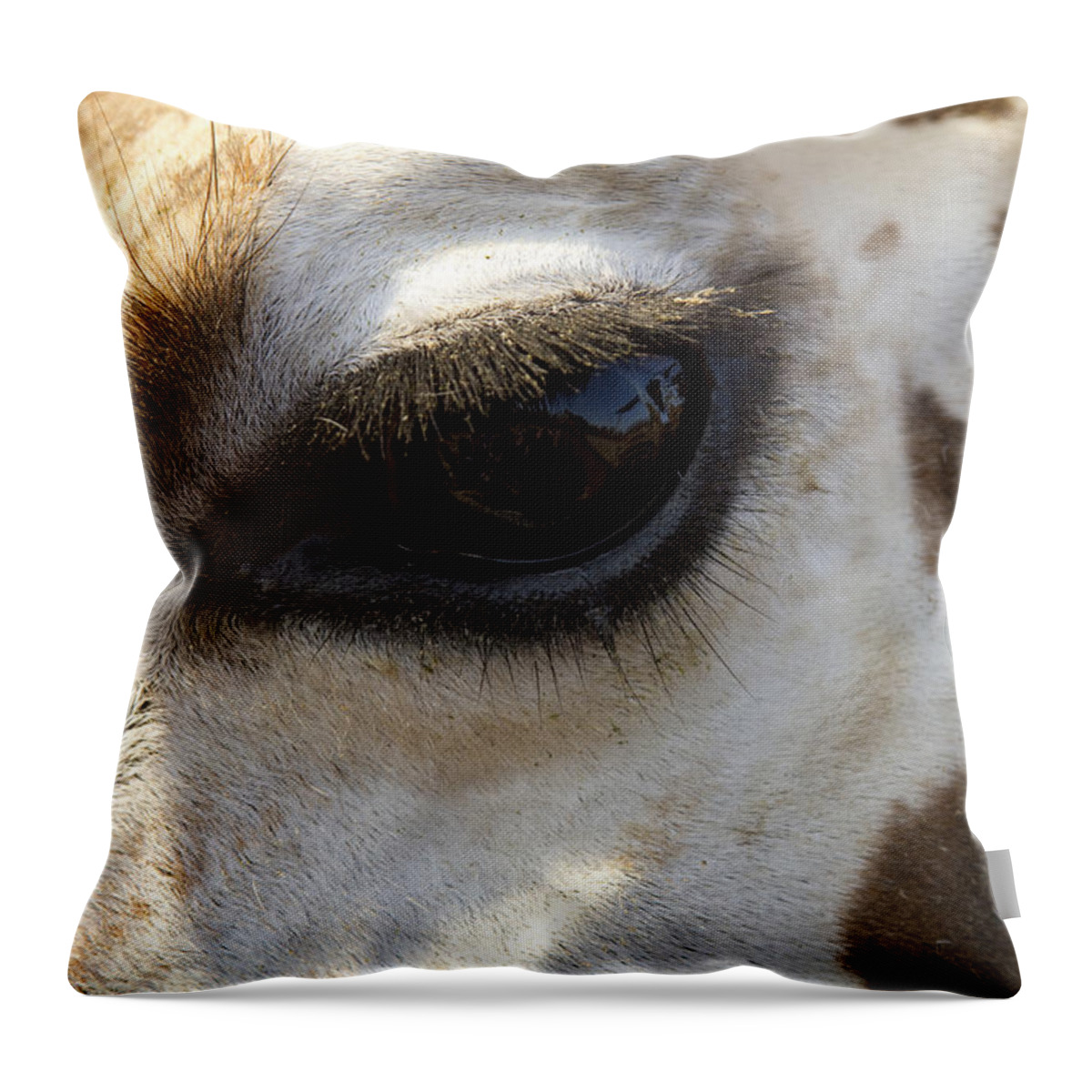 Giraffe Throw Pillow featuring the photograph Giraffe eye by Carrie Cranwill