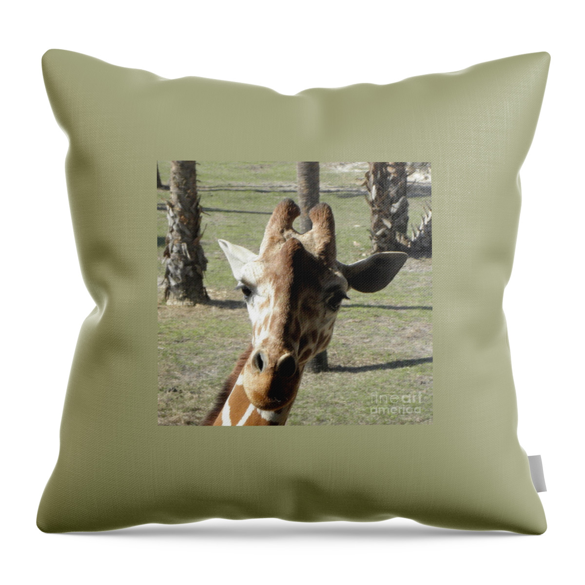 Giraffe Throw Pillow featuring the photograph Giraffe stare by Kim Galluzzo