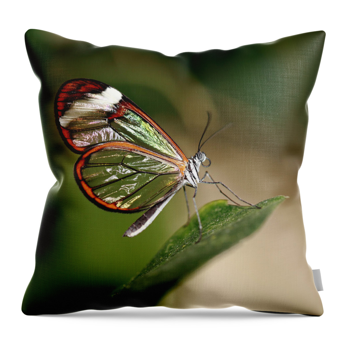 Glasswinged Longwing Butterfly Throw Pillow featuring the photograph Glasswing Butterfly by Grant Glendinning