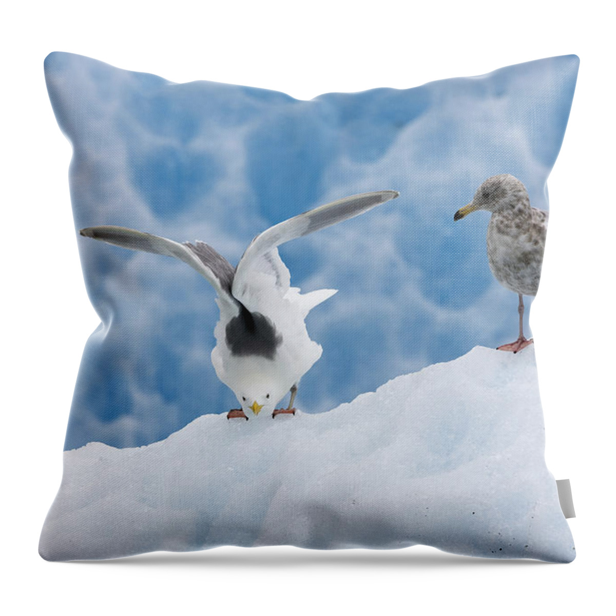 Mp Throw Pillow featuring the photograph Glaucous-winged Gull Larus Glaucescens by Konrad Wothe