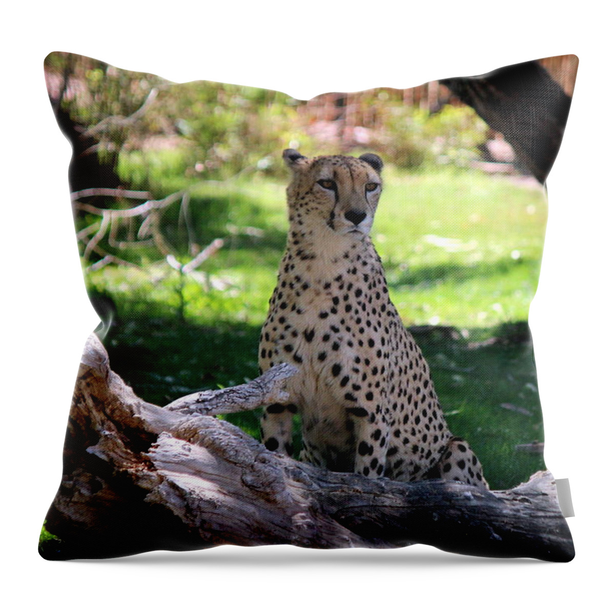 Cheetah Throw Pillow featuring the photograph Gleska Otakuyaya by Jo Sheehan