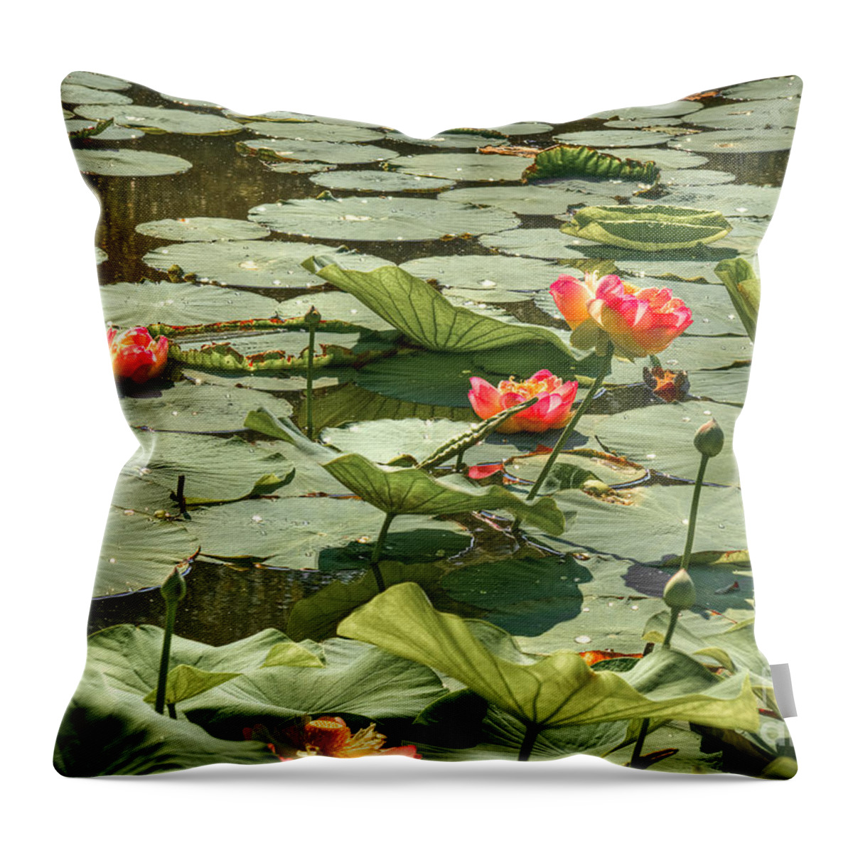 Lotus Flowers Throw Pillow featuring the photograph Glistening Lotus Flowers by Brenda Giasson