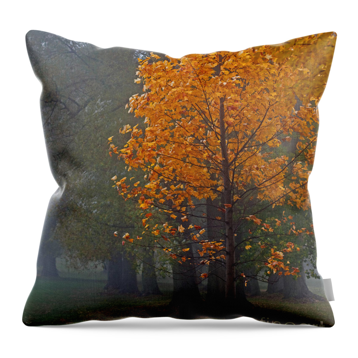 Fog Throw Pillow featuring the photograph Glowing In The Fog by Barbara McMahon