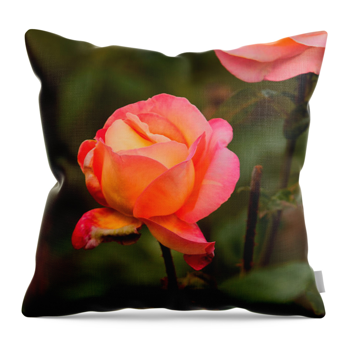 Brilliant Blooms Throw Pillow featuring the photograph Glowing Pair by Paul Mangold