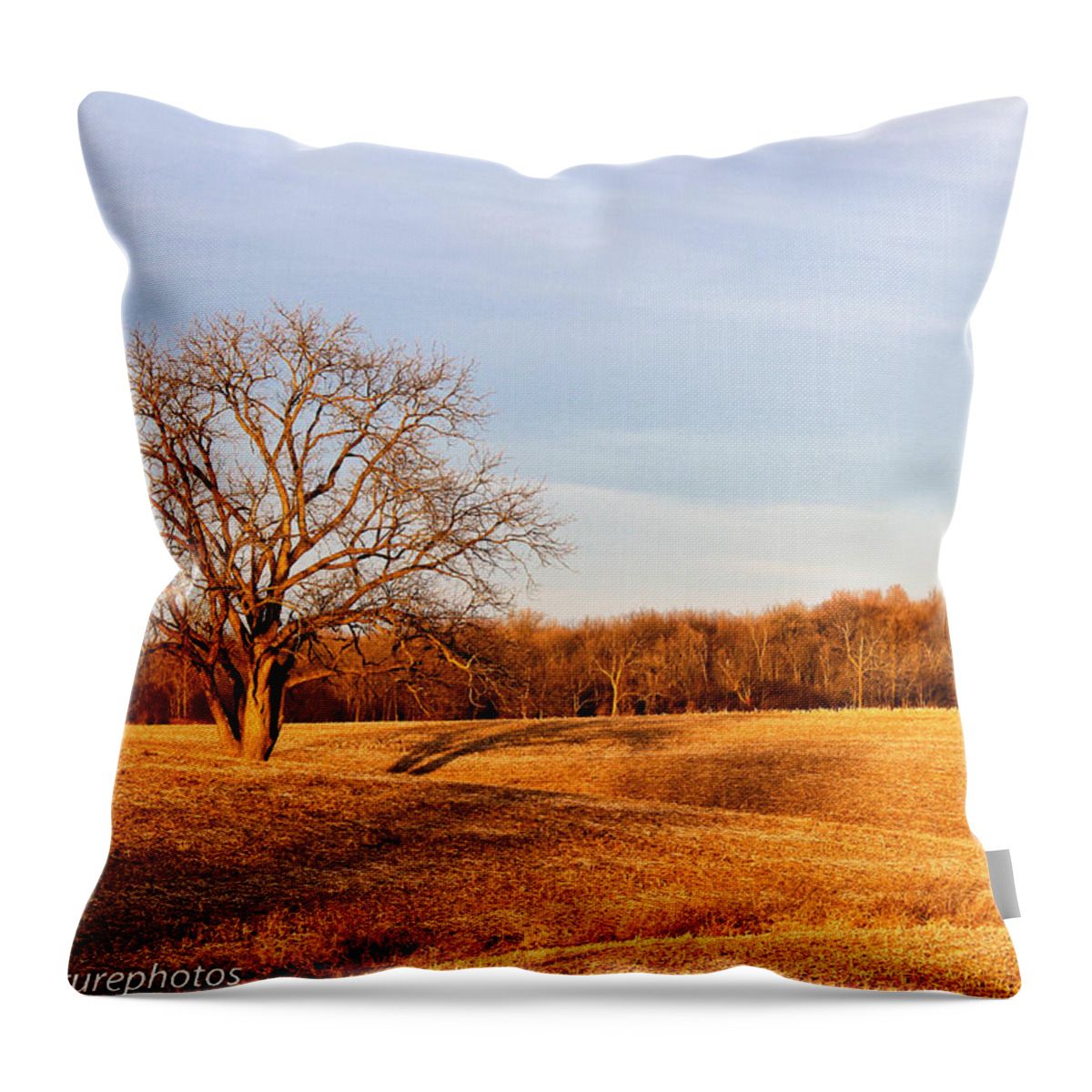 Golden Hour Tree And Shadows Throw Pillow featuring the photograph Golden Hour shadows by Rachel Cohen