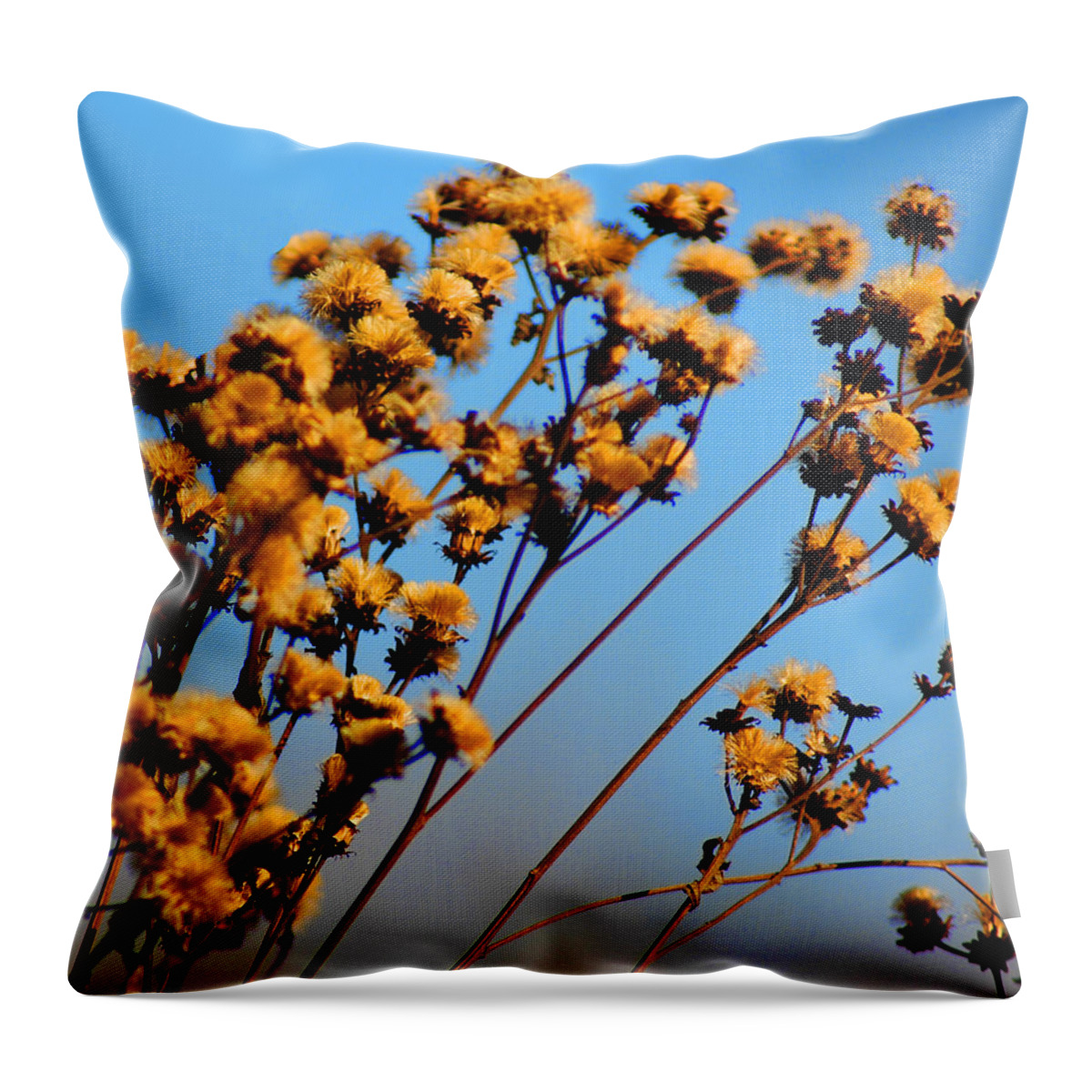 Usa Throw Pillow featuring the photograph Golden plants in the sun by LeeAnn McLaneGoetz McLaneGoetzStudioLLCcom