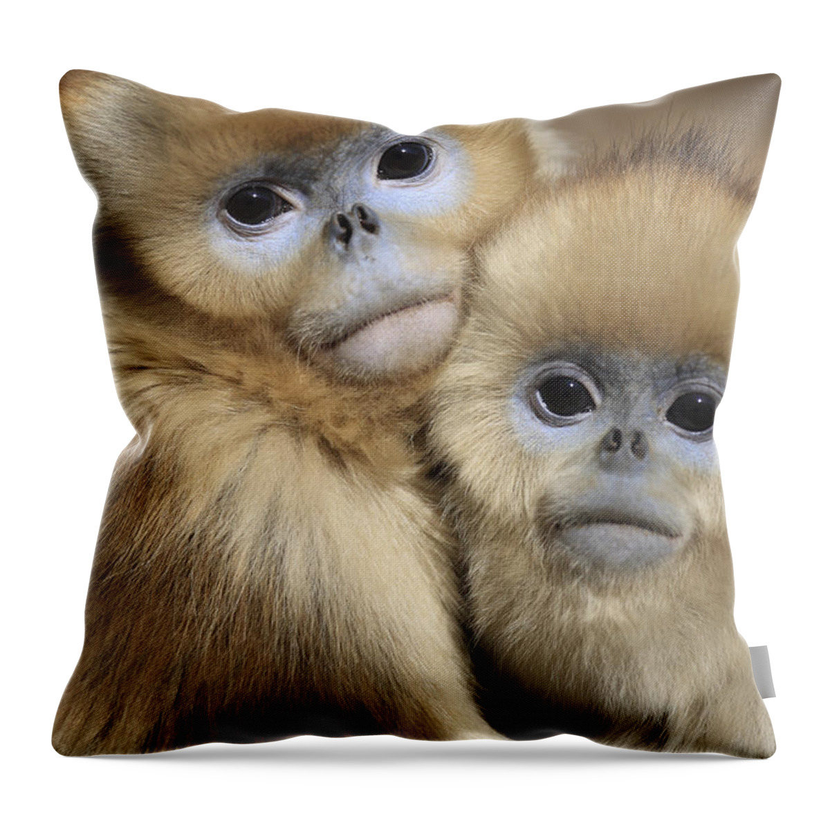 Mp Throw Pillow featuring the photograph Golden Snub-nosed Monkeys by Cyril Ruoso