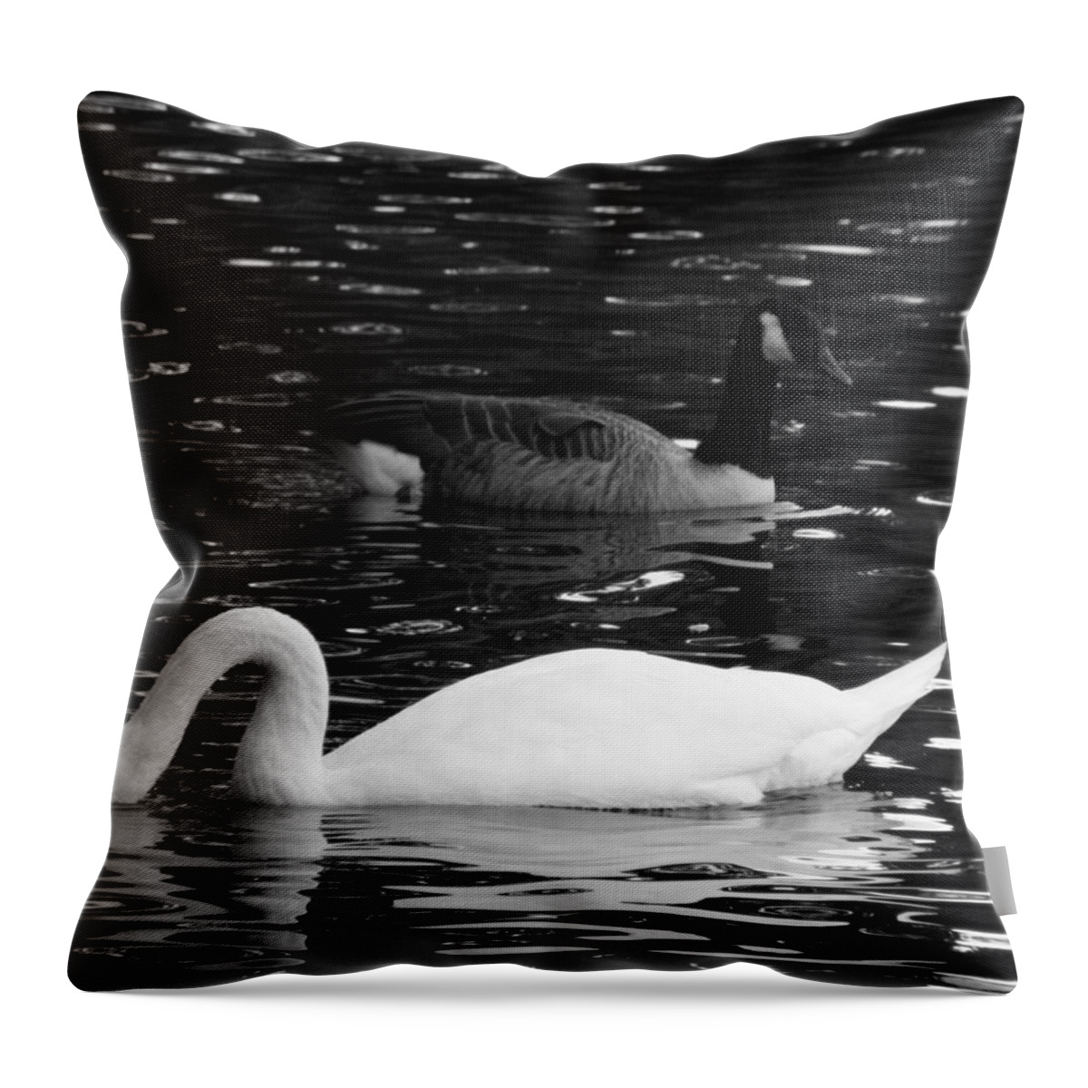 Goose Throw Pillow featuring the photograph Goose And Swan Sharing by Kim Galluzzo