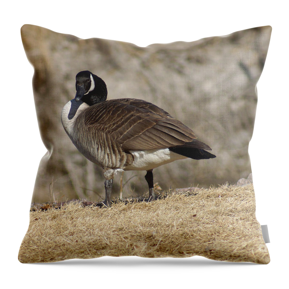 Goose Throw Pillow featuring the photograph Goose with head cocked by Lori Tordsen