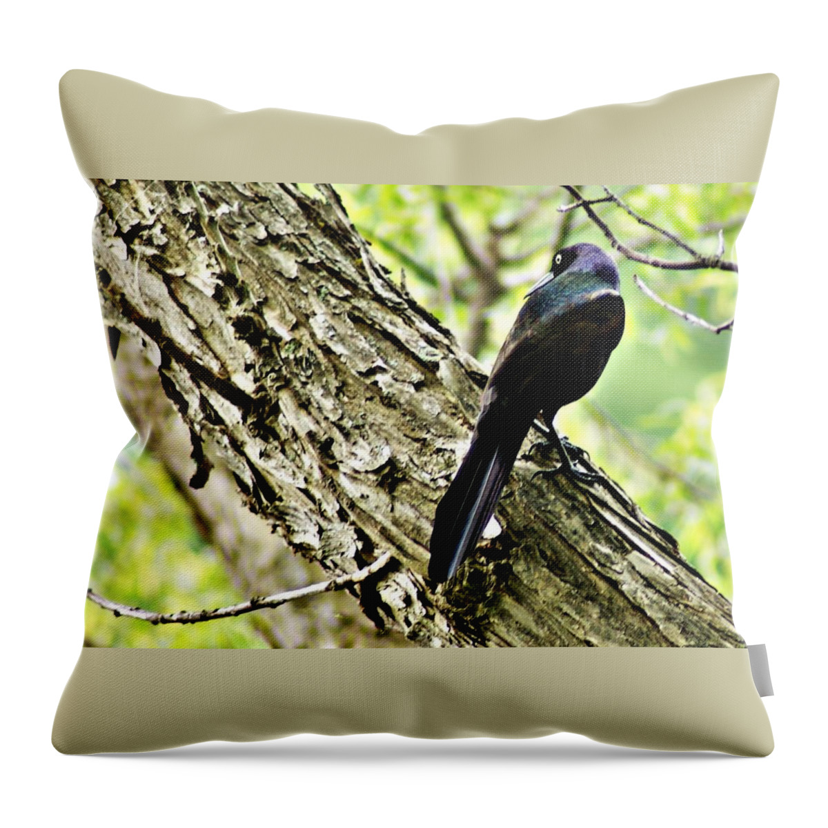 Grackle Throw Pillow featuring the photograph Grackle 1 by Joe Faherty