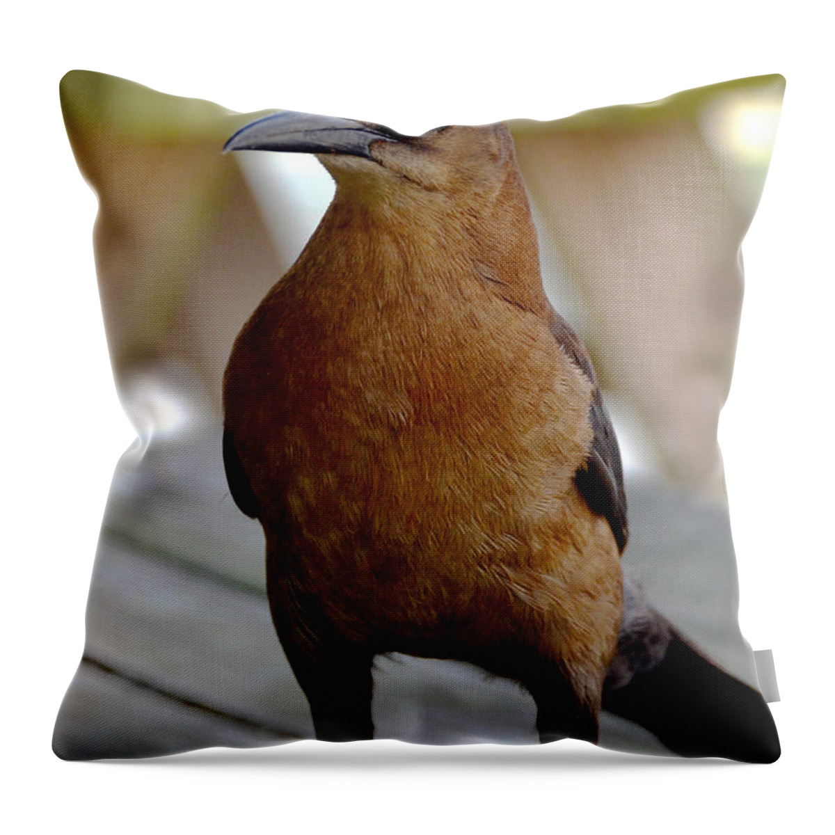 Birds Throw Pillow featuring the photograph Grackle by Pravine Chester