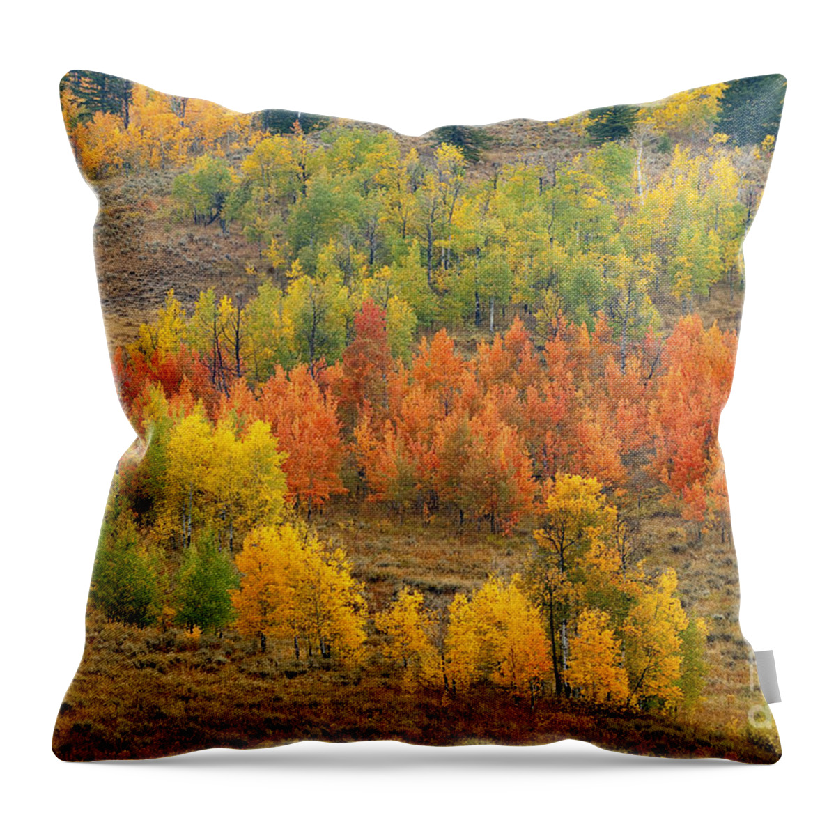 Bronstein Throw Pillow featuring the photograph Grand Teton Fall Color by Sandra Bronstein