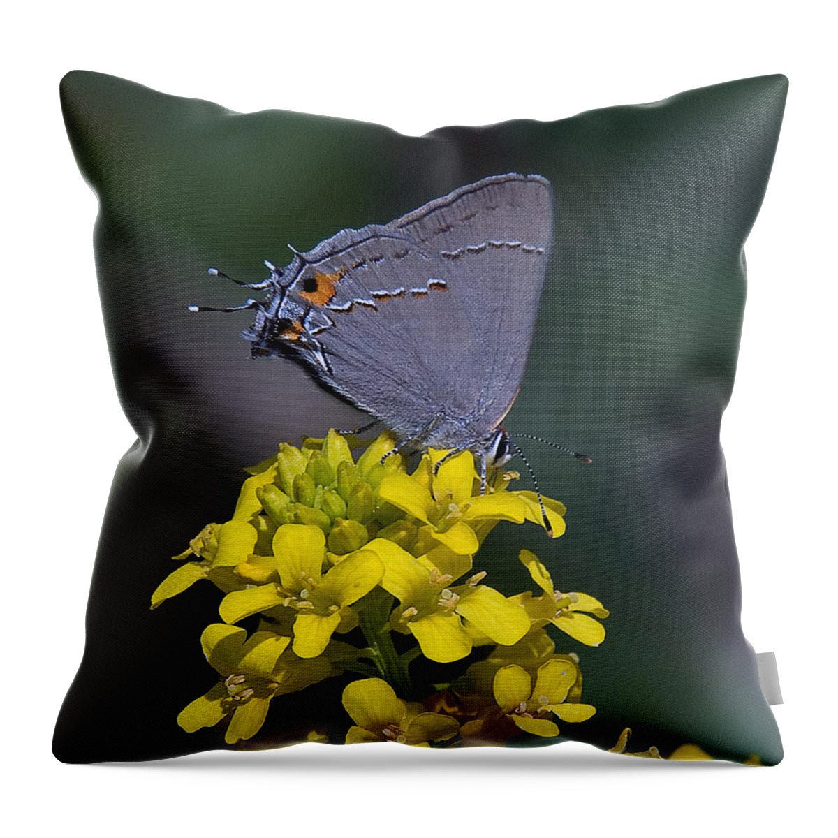 Nature Throw Pillow featuring the photograph Gray Hairstreak Butterfly DIN044 by Gerry Gantt