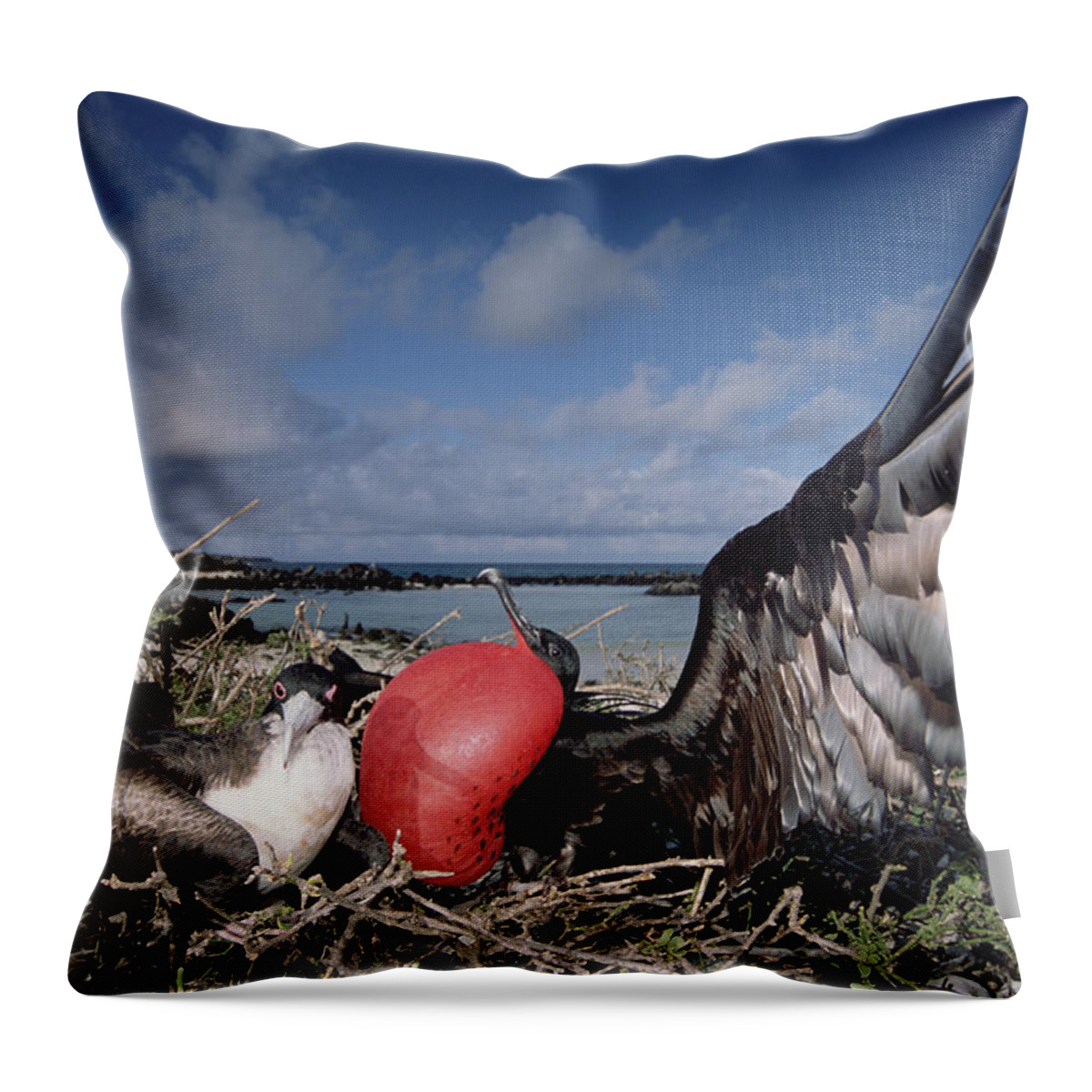 00141693 Throw Pillow featuring the photograph Great Frigatebirds Courting by Tui De Roy